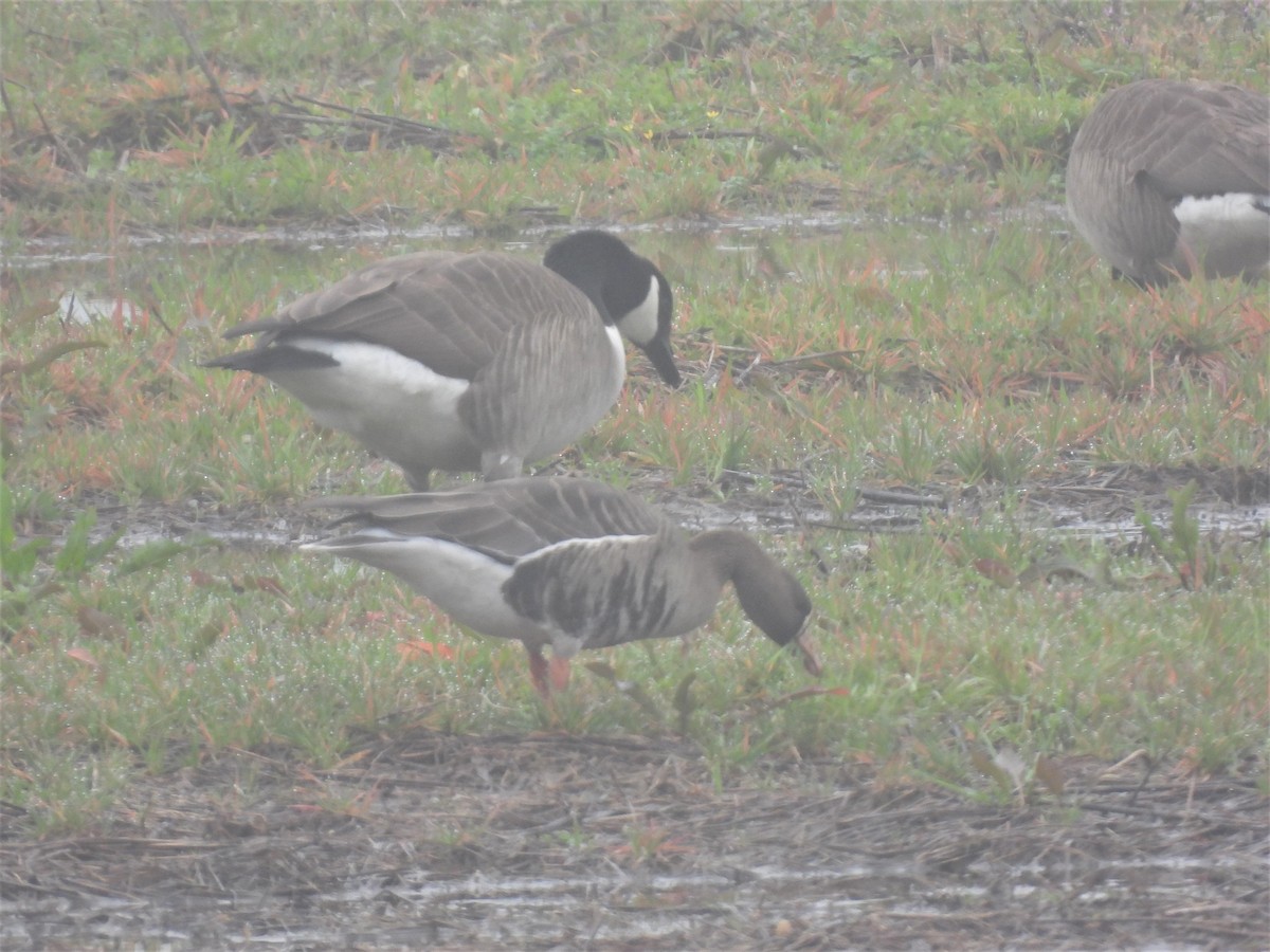 Greater White-fronted Goose - ML530199581