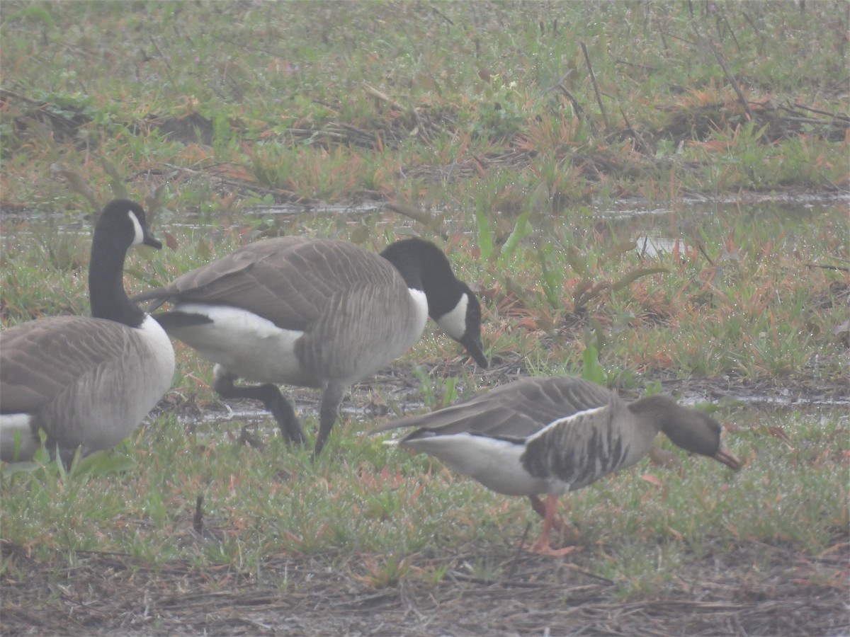 Greater White-fronted Goose - ML530199591