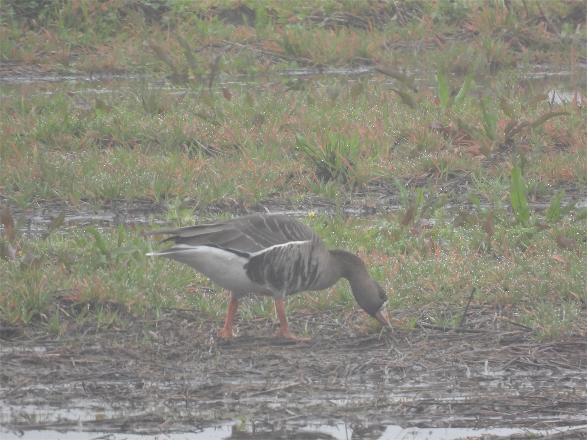 Greater White-fronted Goose - ML530199601