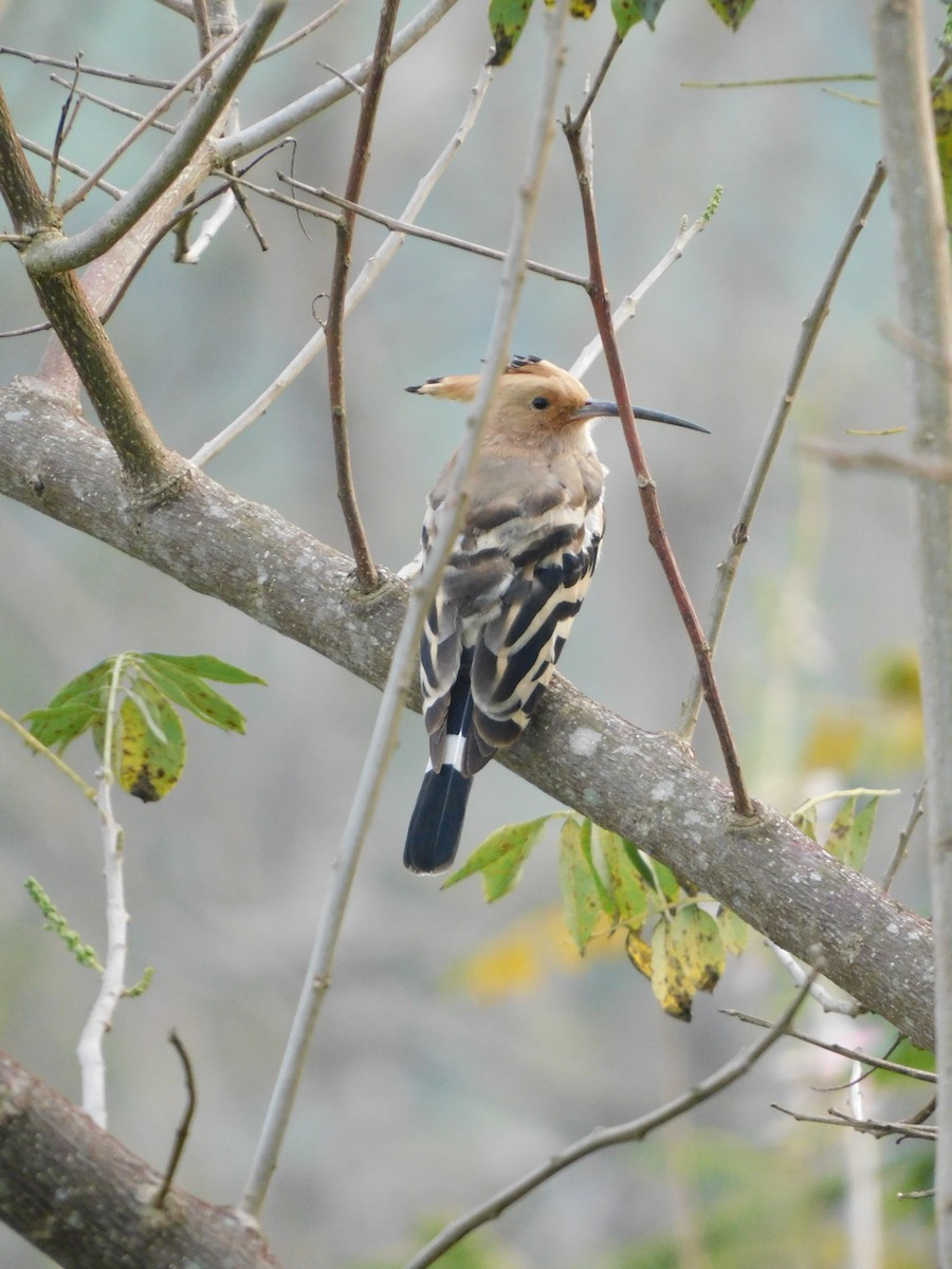 Eurasian Hoopoe - ML530200301