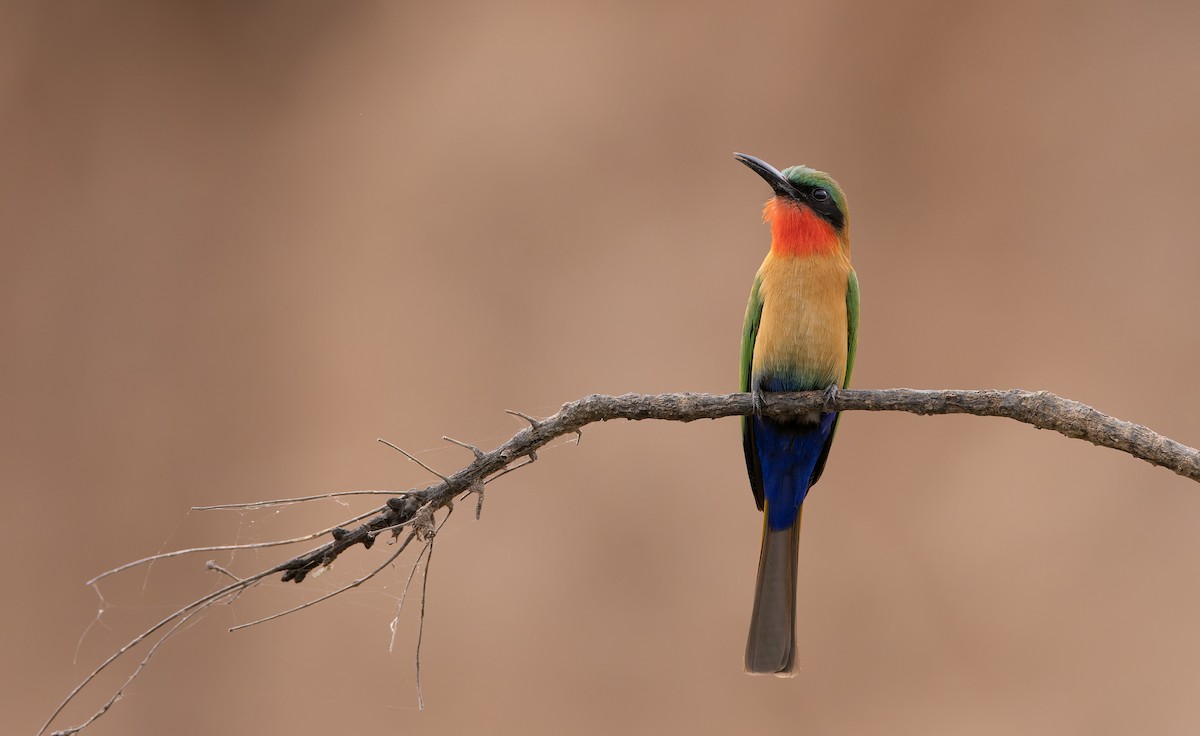 Red-throated Bee-eater - ML530202041