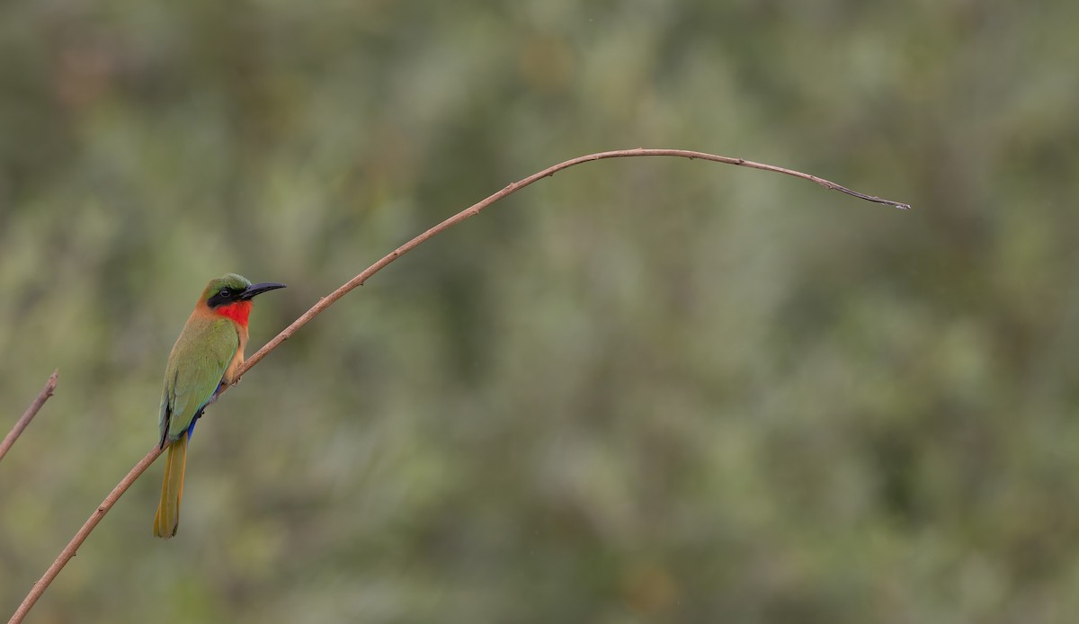 Red-throated Bee-eater - ML530202051