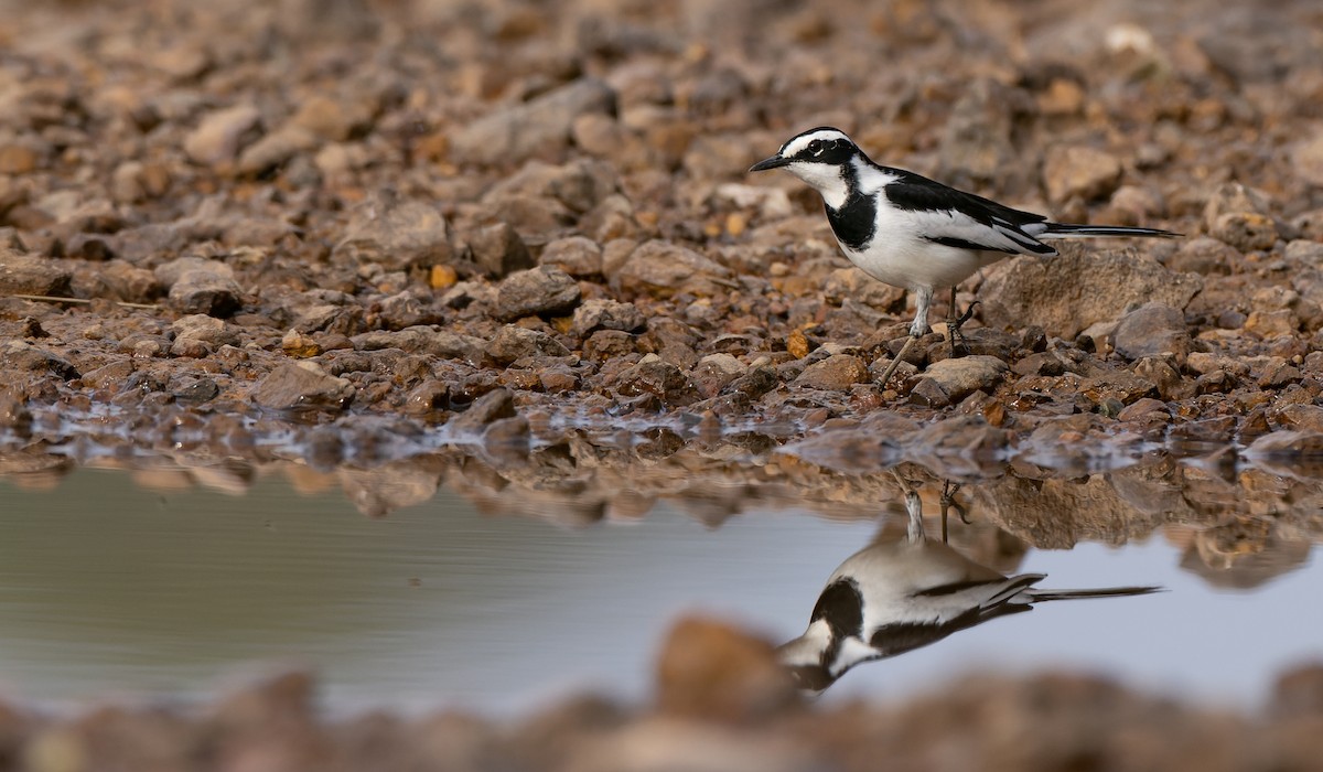 African Pied Wagtail - ML530202101