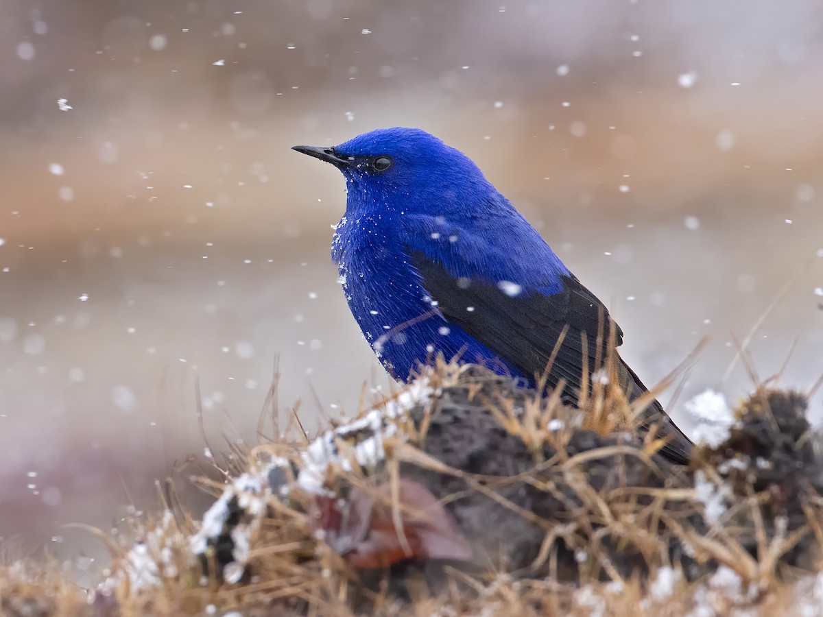 Grandala - Grandala coelicolor - Birds of the World