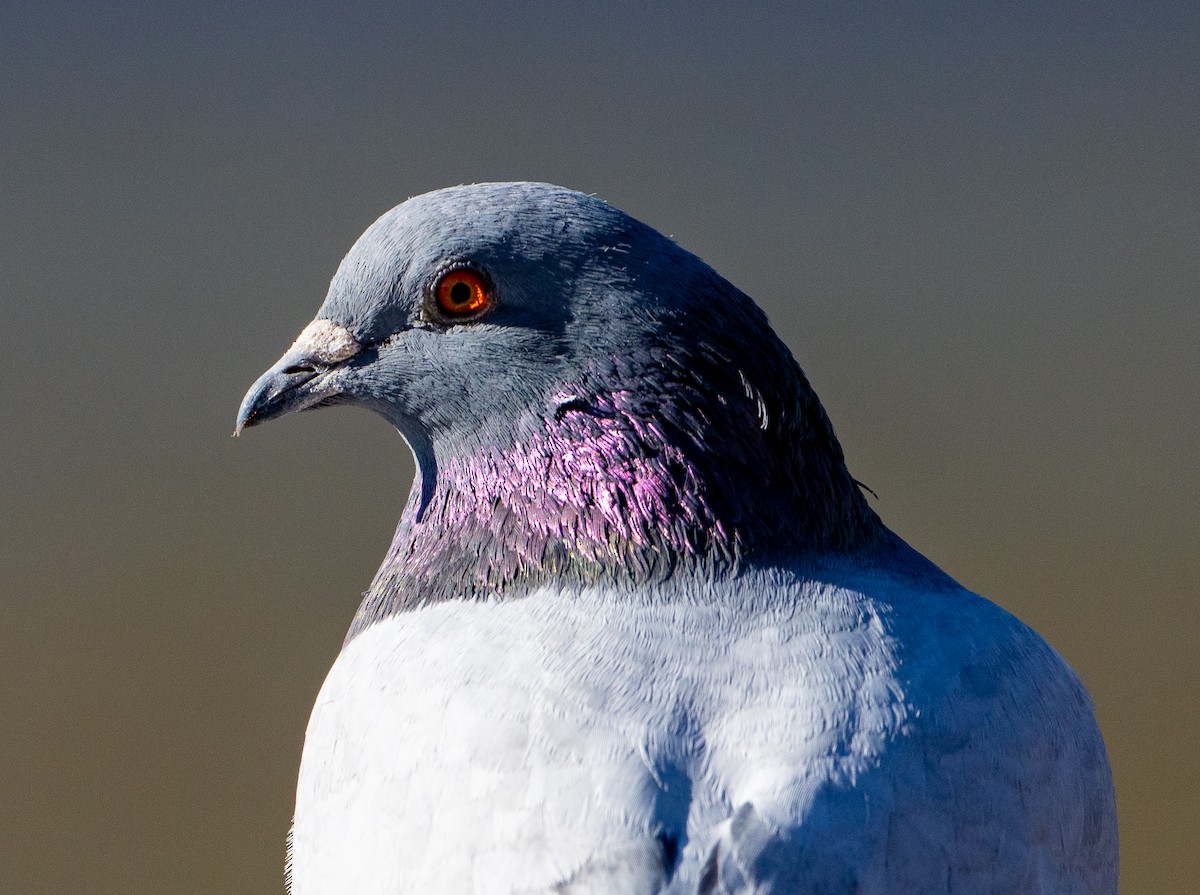 Rock Pigeon (Feral Pigeon) - Shannon Underhill