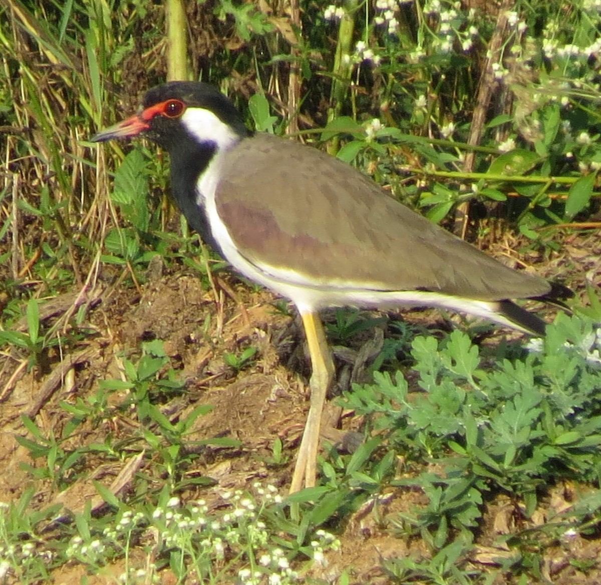 Red-wattled Lapwing - Bill Elrick