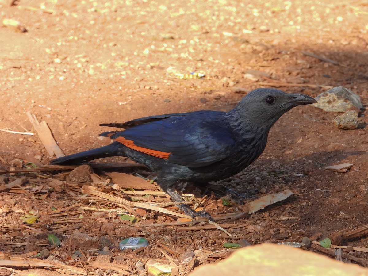 Red-winged Starling - ML530211041