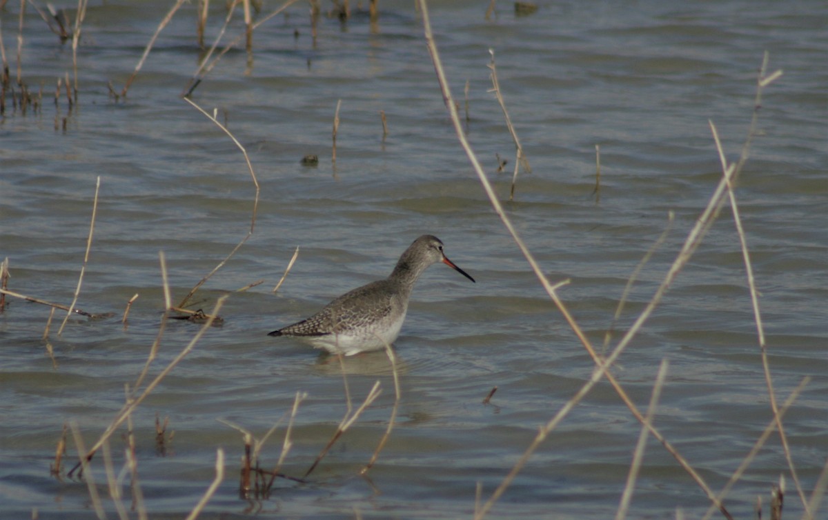 Spotted Redshank - ML530213141