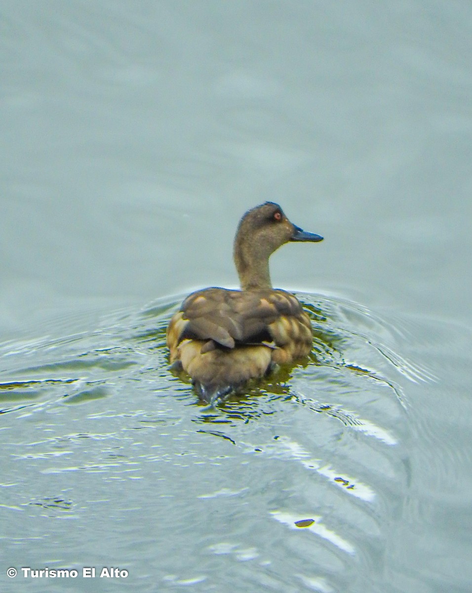 Crested Duck - ML530215491