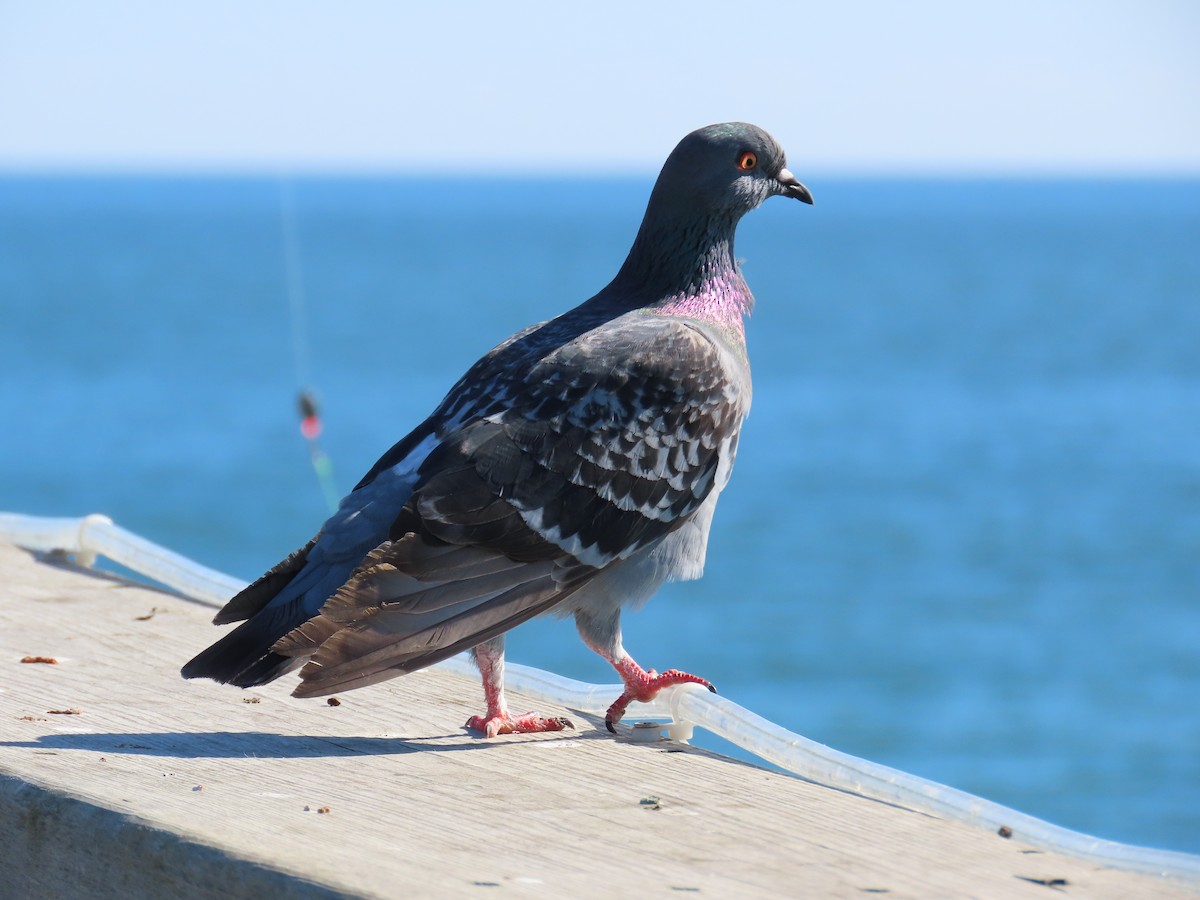 Rock Pigeon (Feral Pigeon) - ML530216231