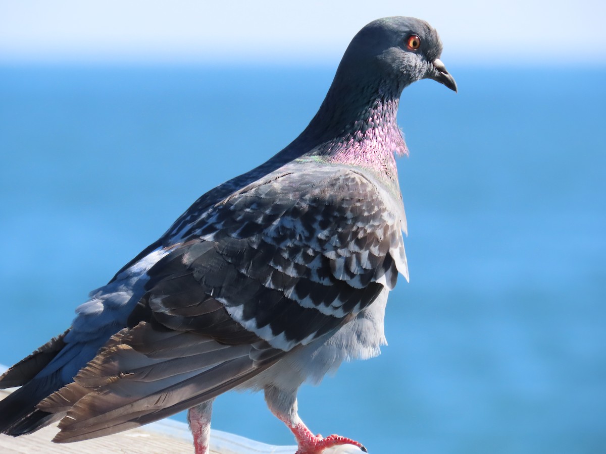 Rock Pigeon (Feral Pigeon) - Carla Bregman