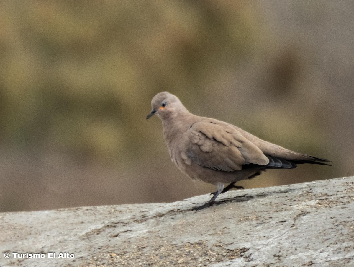 Black-winged Ground Dove - ML530216531