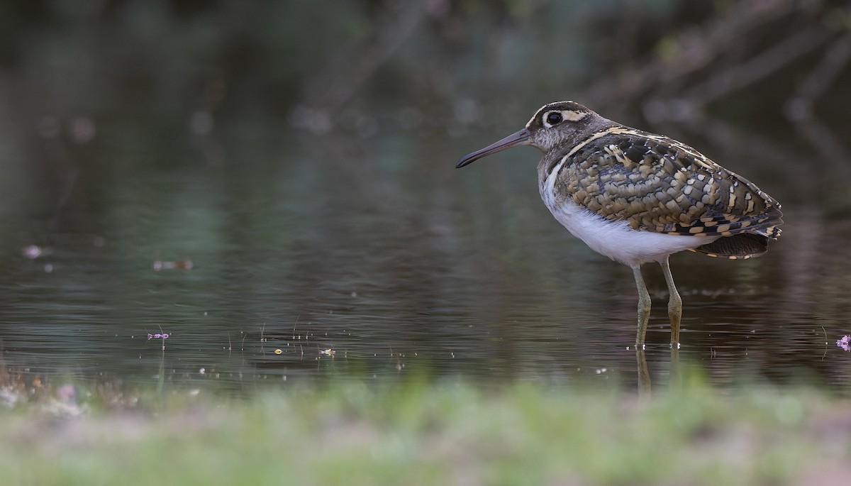 Greater Painted-Snipe - ML530218291