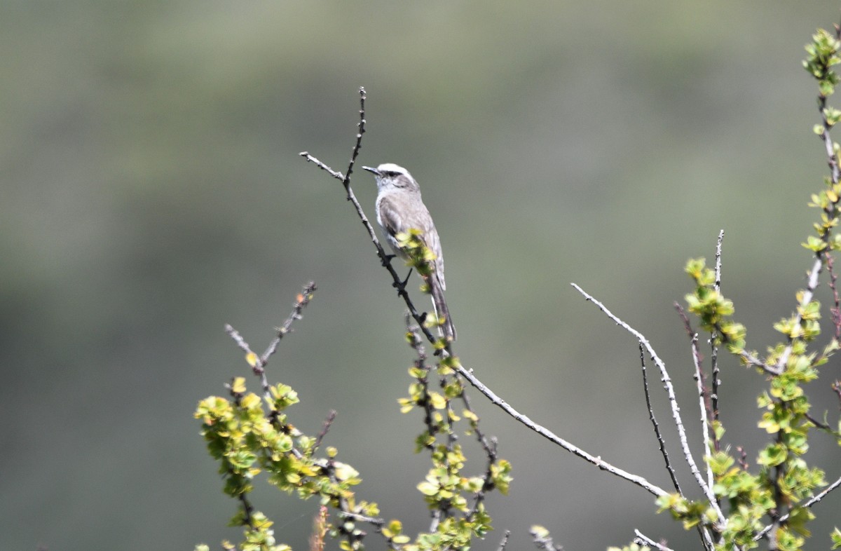 White-browed Chat-Tyrant - ML530225721