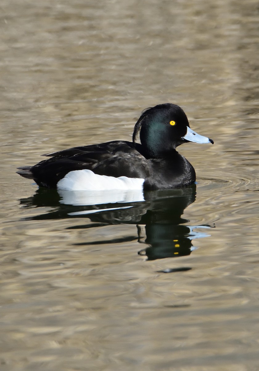 Tufted Duck - ML530229231