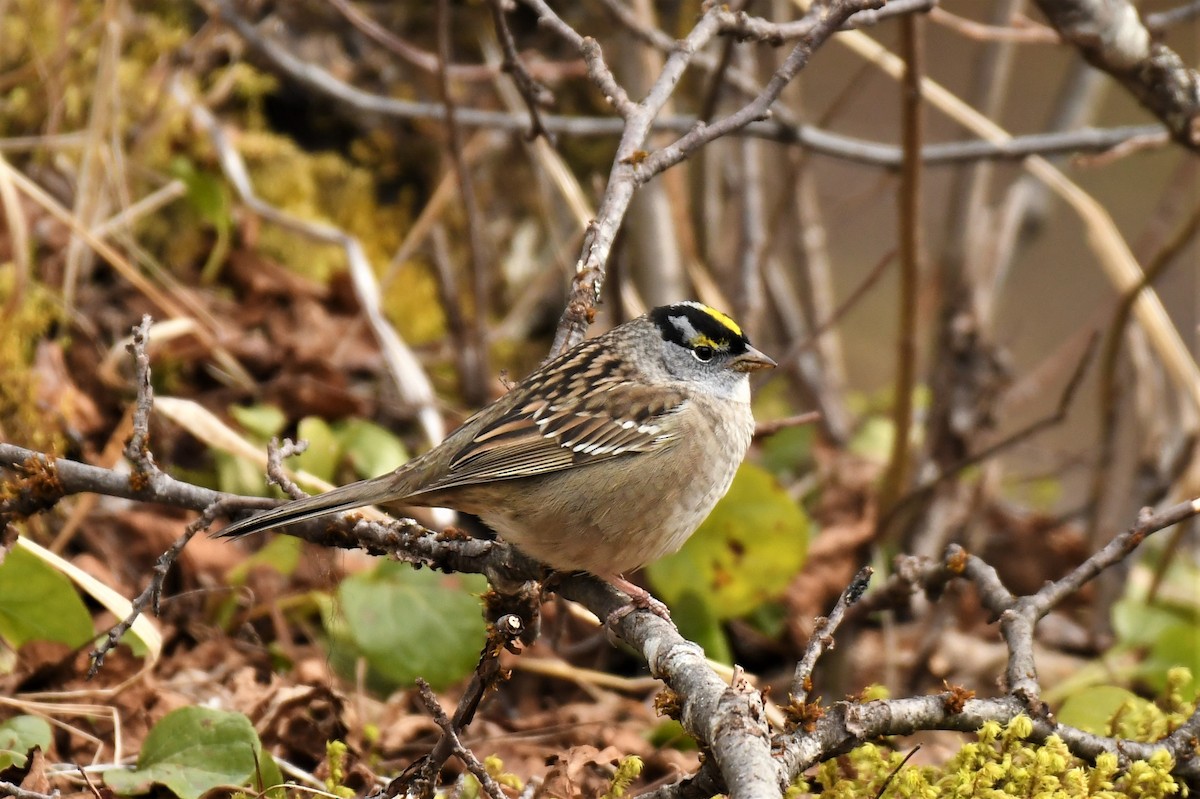 White-crowned x Golden-crowned Sparrow (hybrid) - ML530230331
