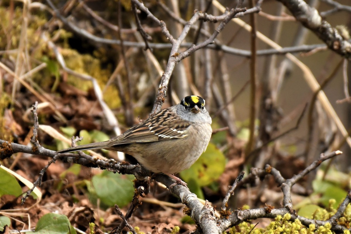 White-crowned x Golden-crowned Sparrow (hybrid) - ML530230341