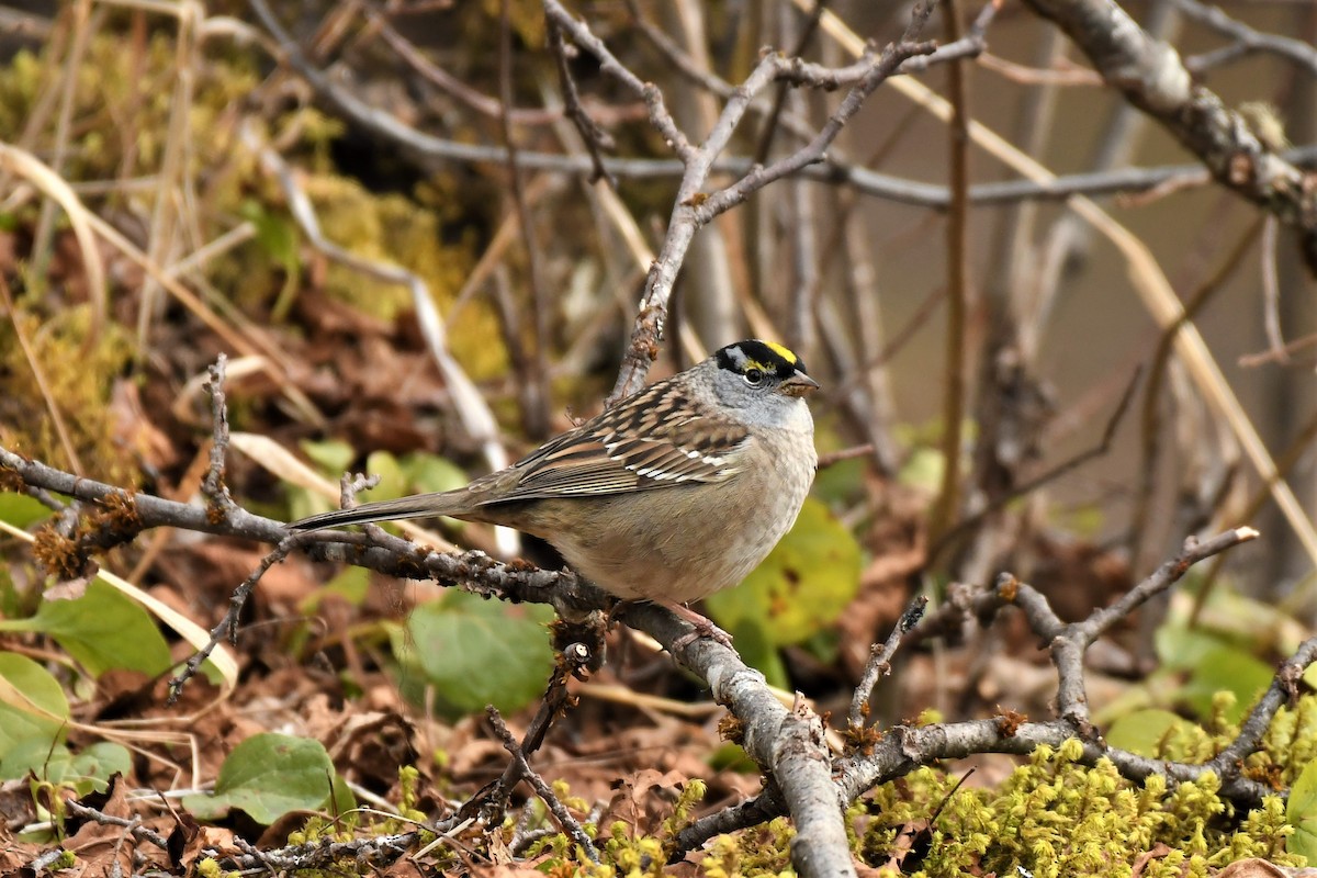 White-crowned x Golden-crowned Sparrow (hybrid) - ML530230351