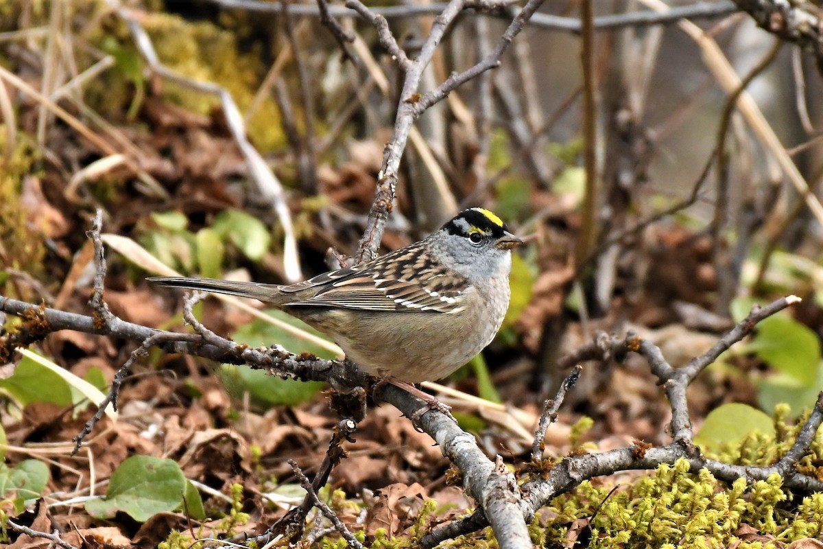 White-crowned x Golden-crowned Sparrow (hybrid) - ML530230361