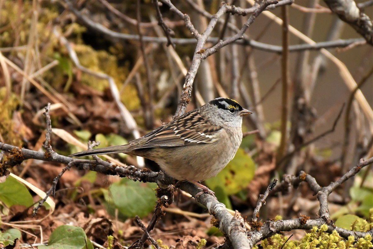White-crowned x Golden-crowned Sparrow (hybrid) - ML530230371