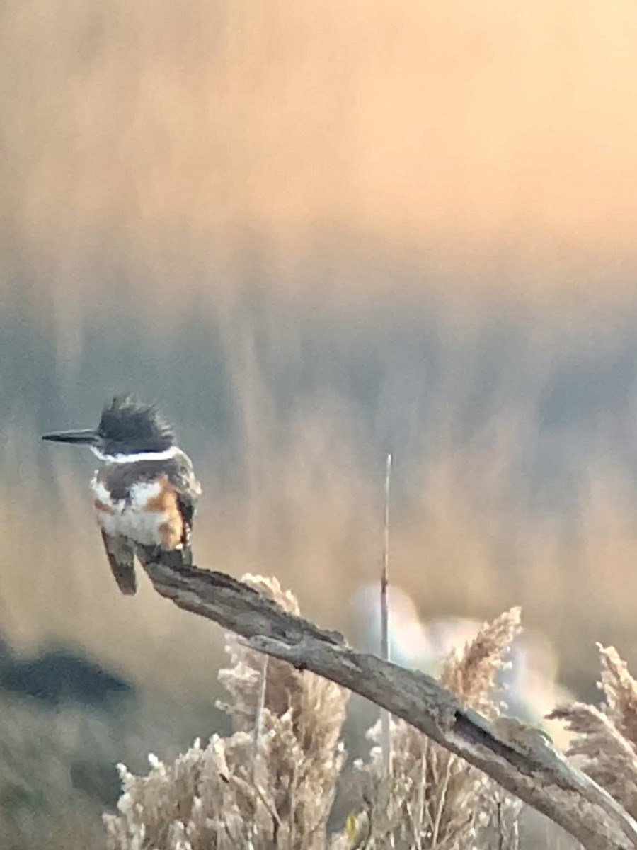 Belted Kingfisher - ML530240021