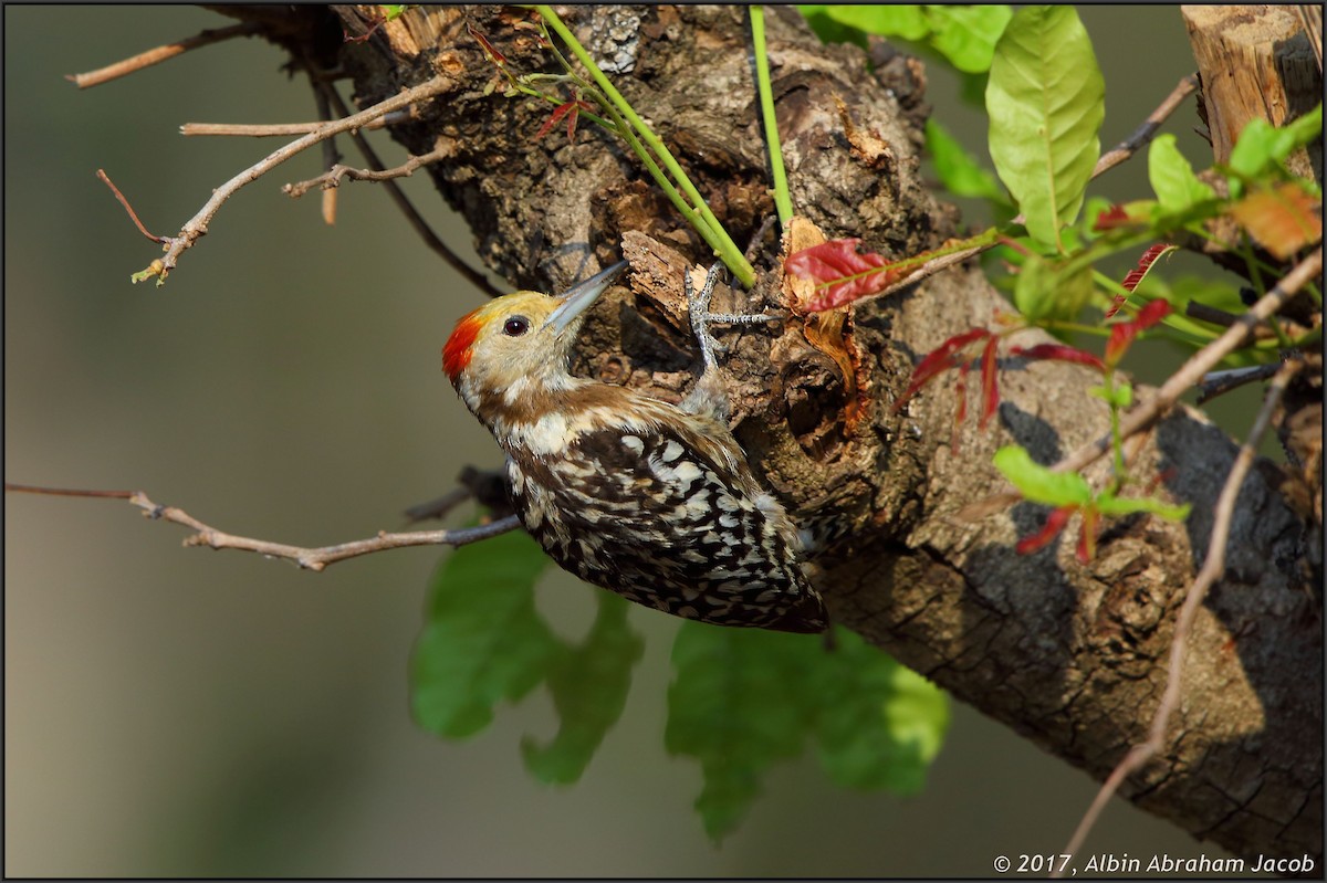 Yellow-crowned Woodpecker - ML53024471