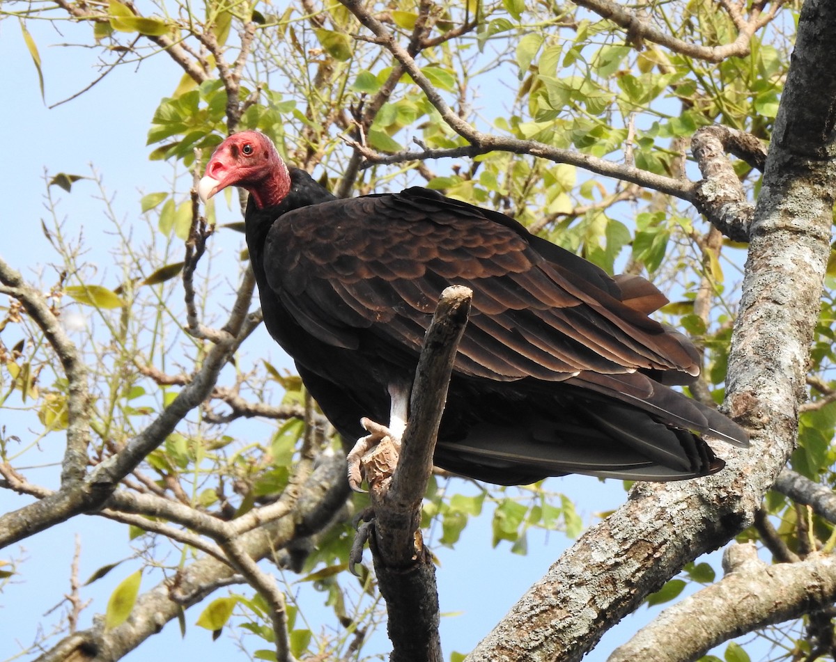 Turkey Vulture - Aves-del-Taragüí/ SabinaDeLucca