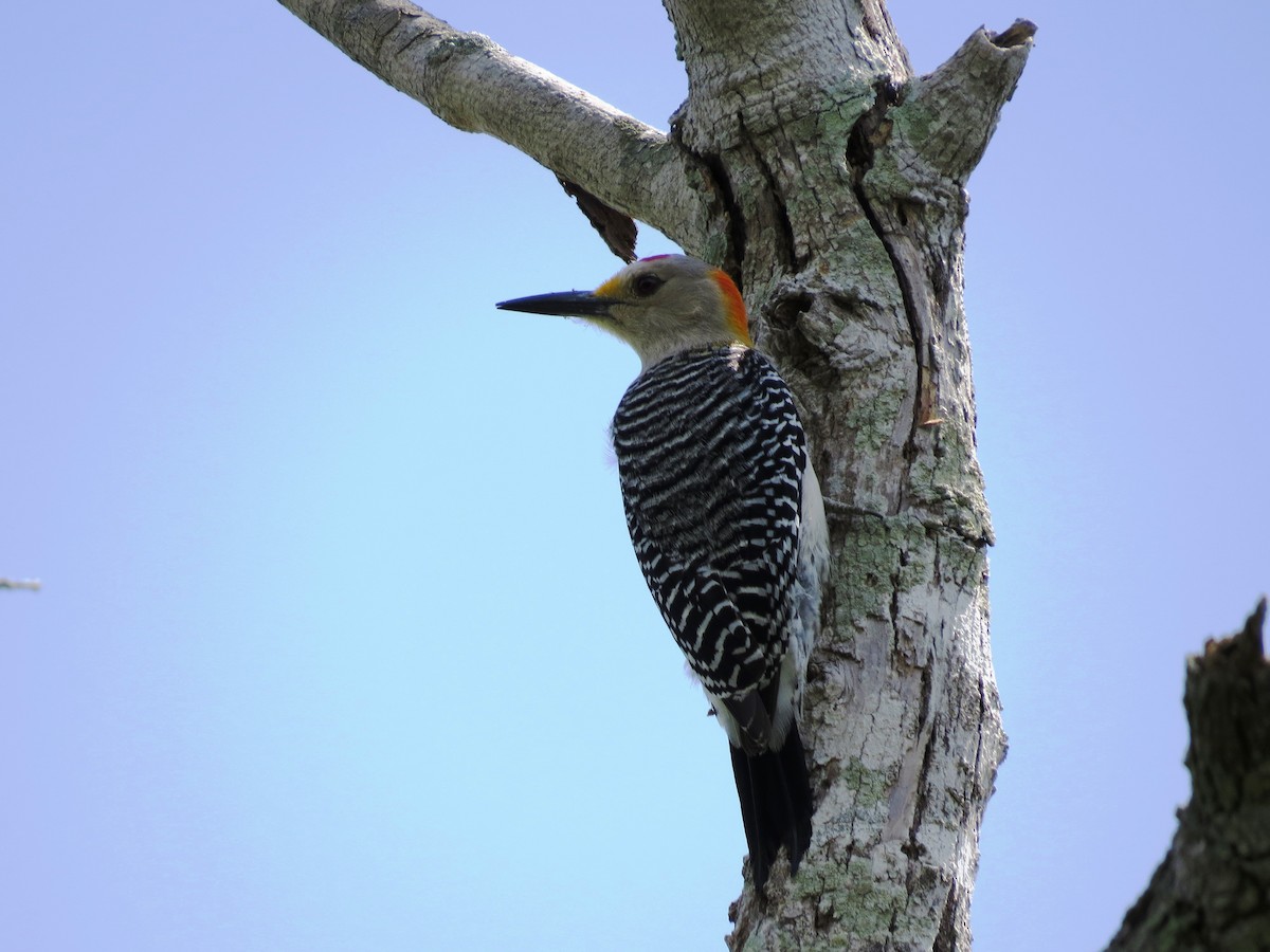 Golden-fronted Woodpecker - ML530246201