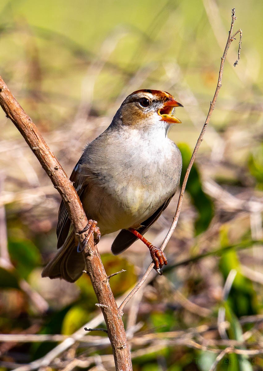White-crowned Sparrow - ML530246571
