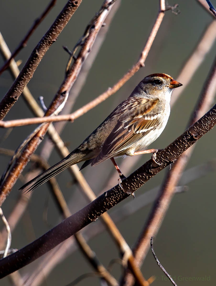 White-crowned Sparrow - ML530246801