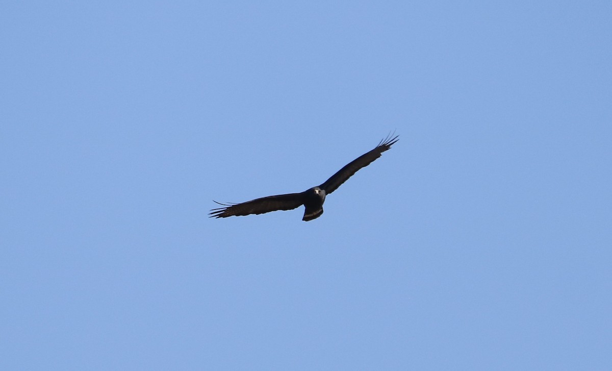 Zone-tailed Hawk - ML530249361