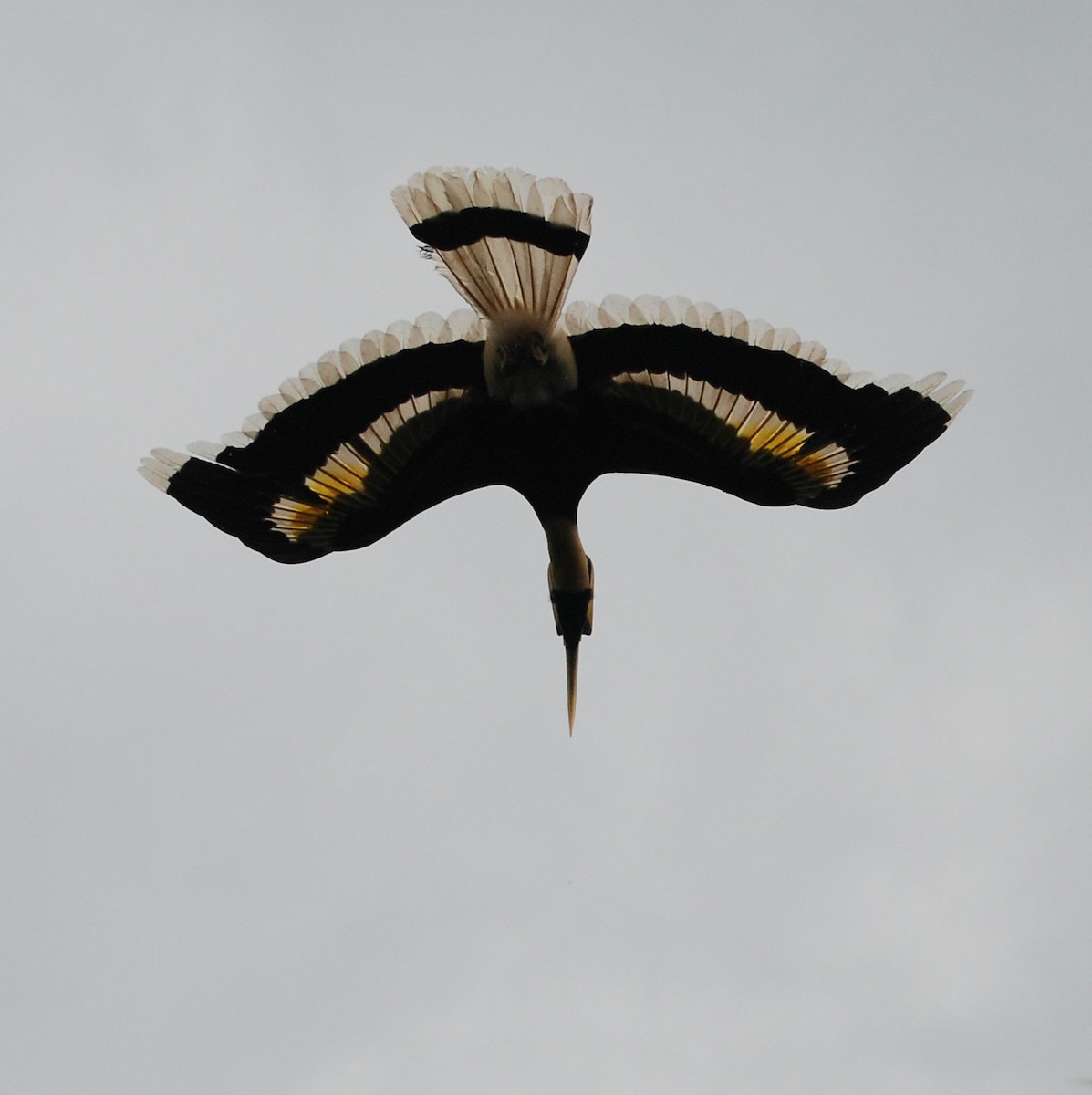 Great Hornbill - Neil Wingert