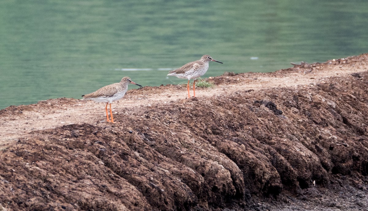 Common Redshank - Forest Botial-Jarvis
