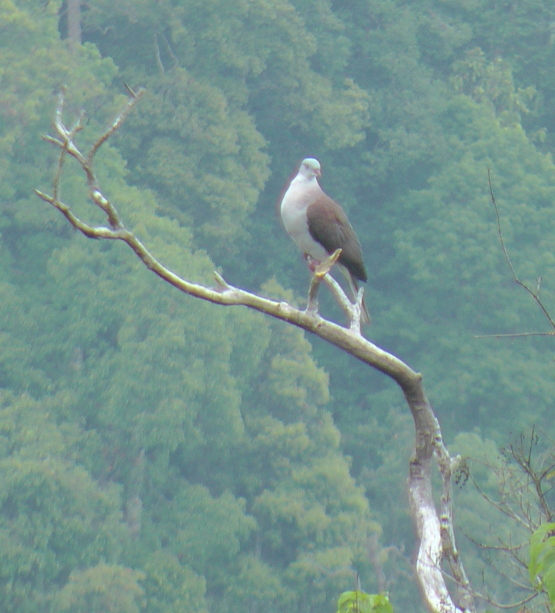 Mountain Imperial-Pigeon - ML53025391