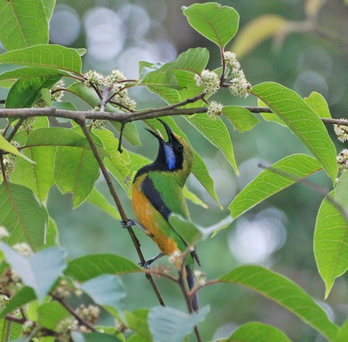 Orange-bellied Leafbird - ML53025441