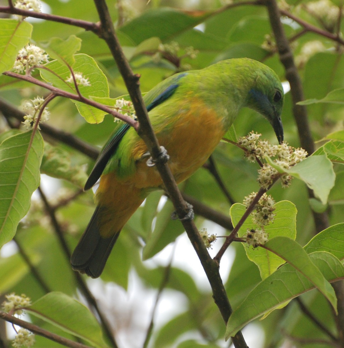 Orange-bellied Leafbird - ML53025451
