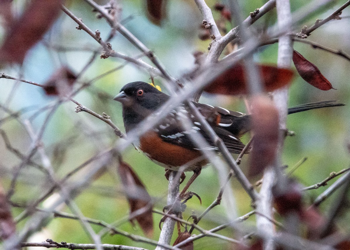 Spotted Towhee - ML530258751