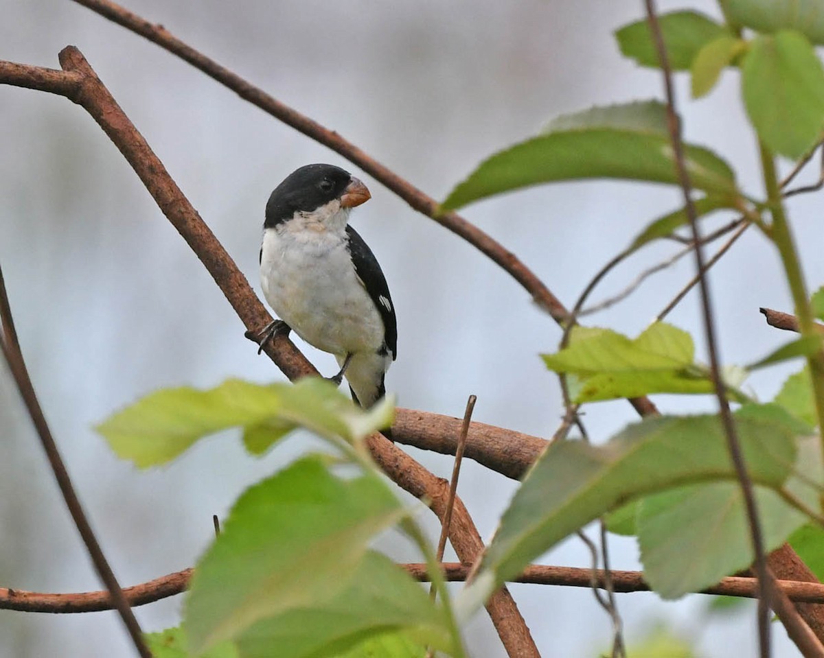 White-bellied Seedeater - ML530265851