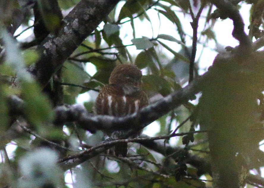 Collared Owlet - ML53026951