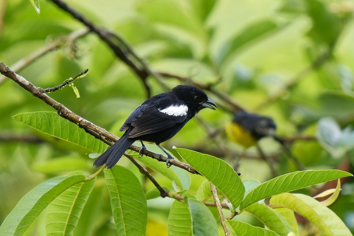 White-shouldered Tanager - ML530269751