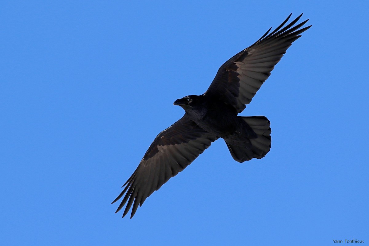 Common Raven - ML530273081