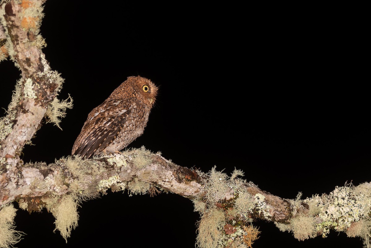 Bare-shanked Screech-Owl - ML530274351