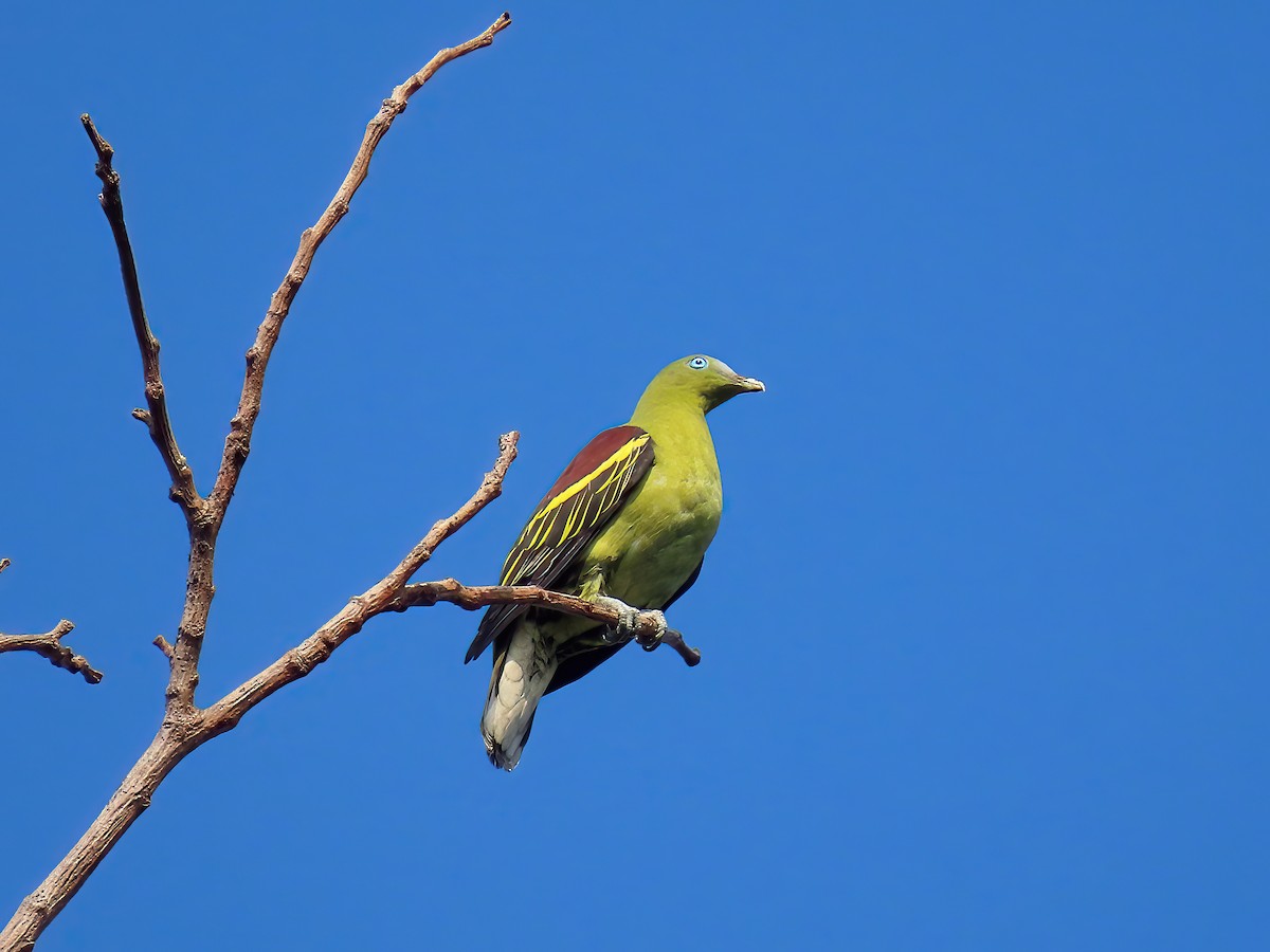 Philippine Green-Pigeon - ML530276541