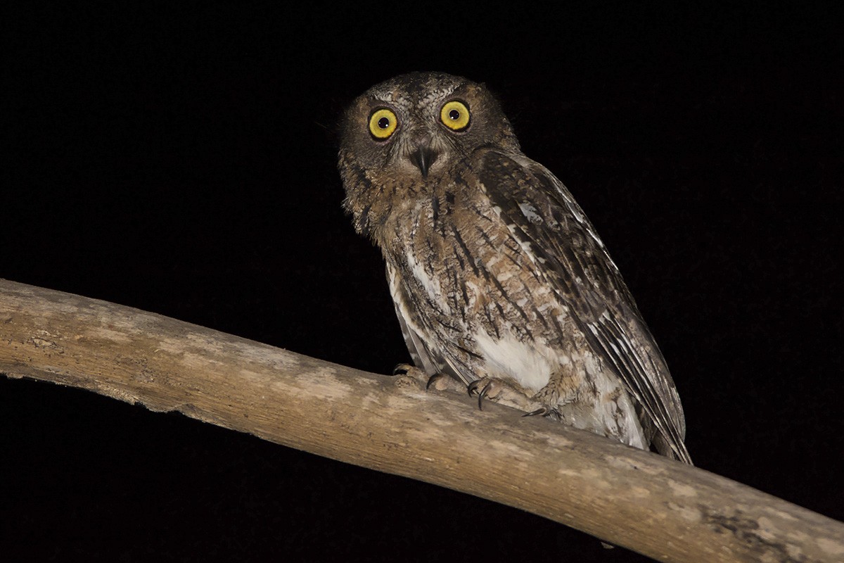 Madagascar Scops-Owl (Torotoroka) - ML530283381