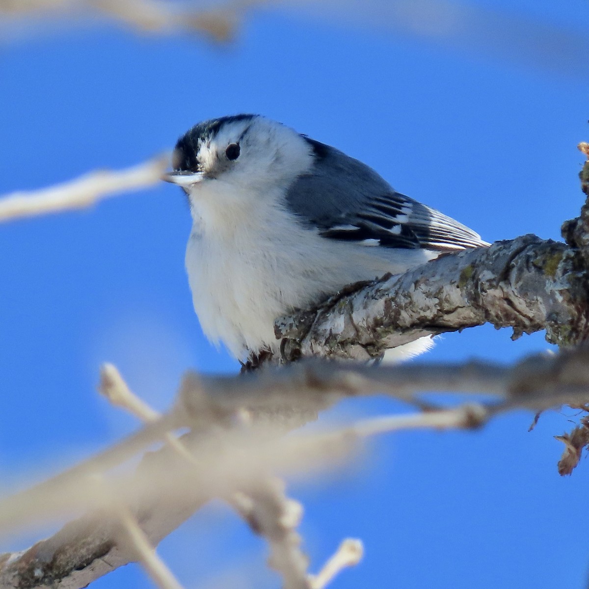 White-breasted Nuthatch - ML530283751