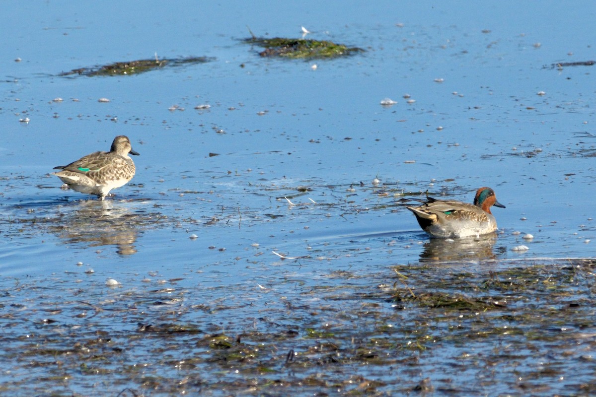 Green-winged Teal - Heather Pickard