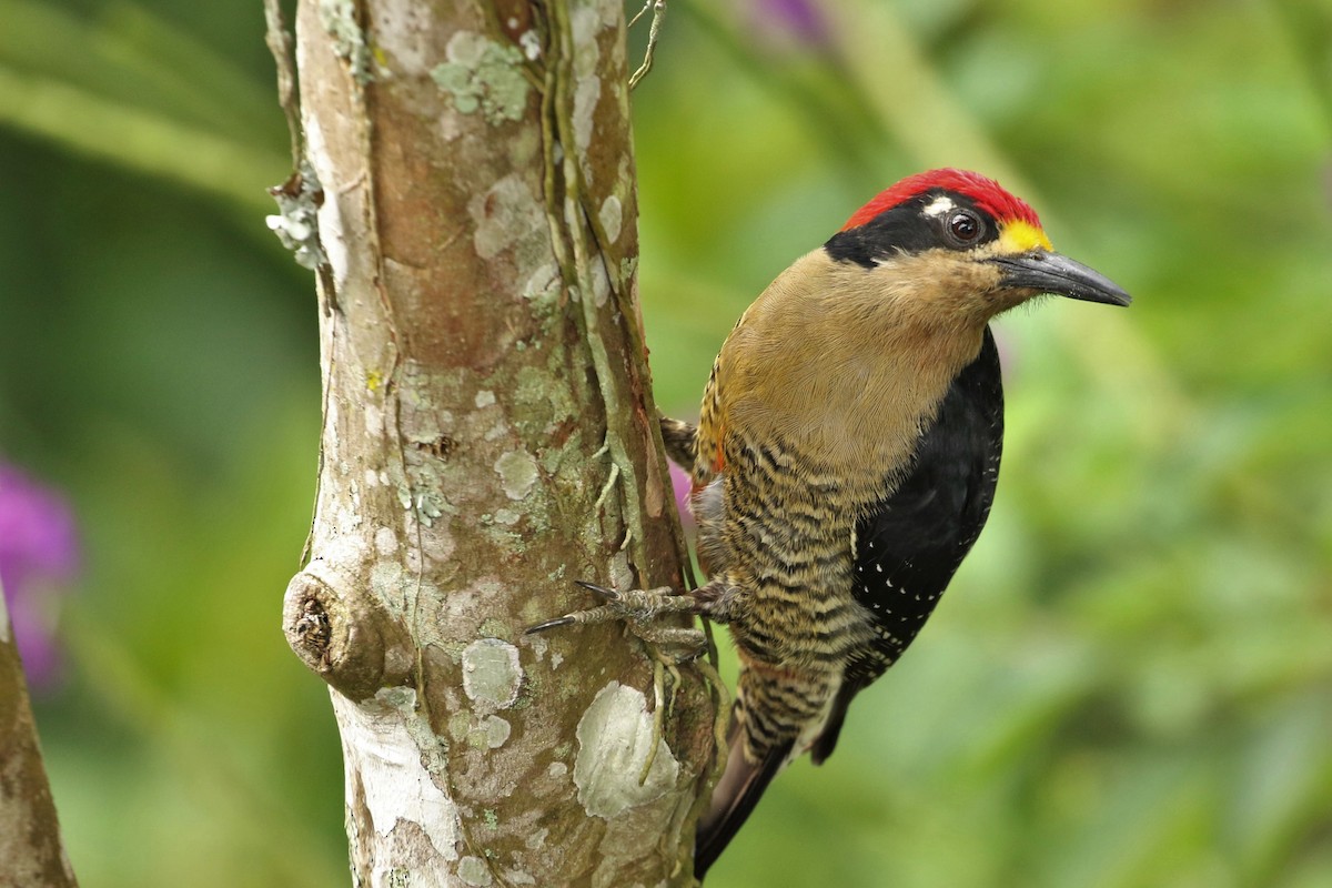 Black-cheeked Woodpecker - ML530292651