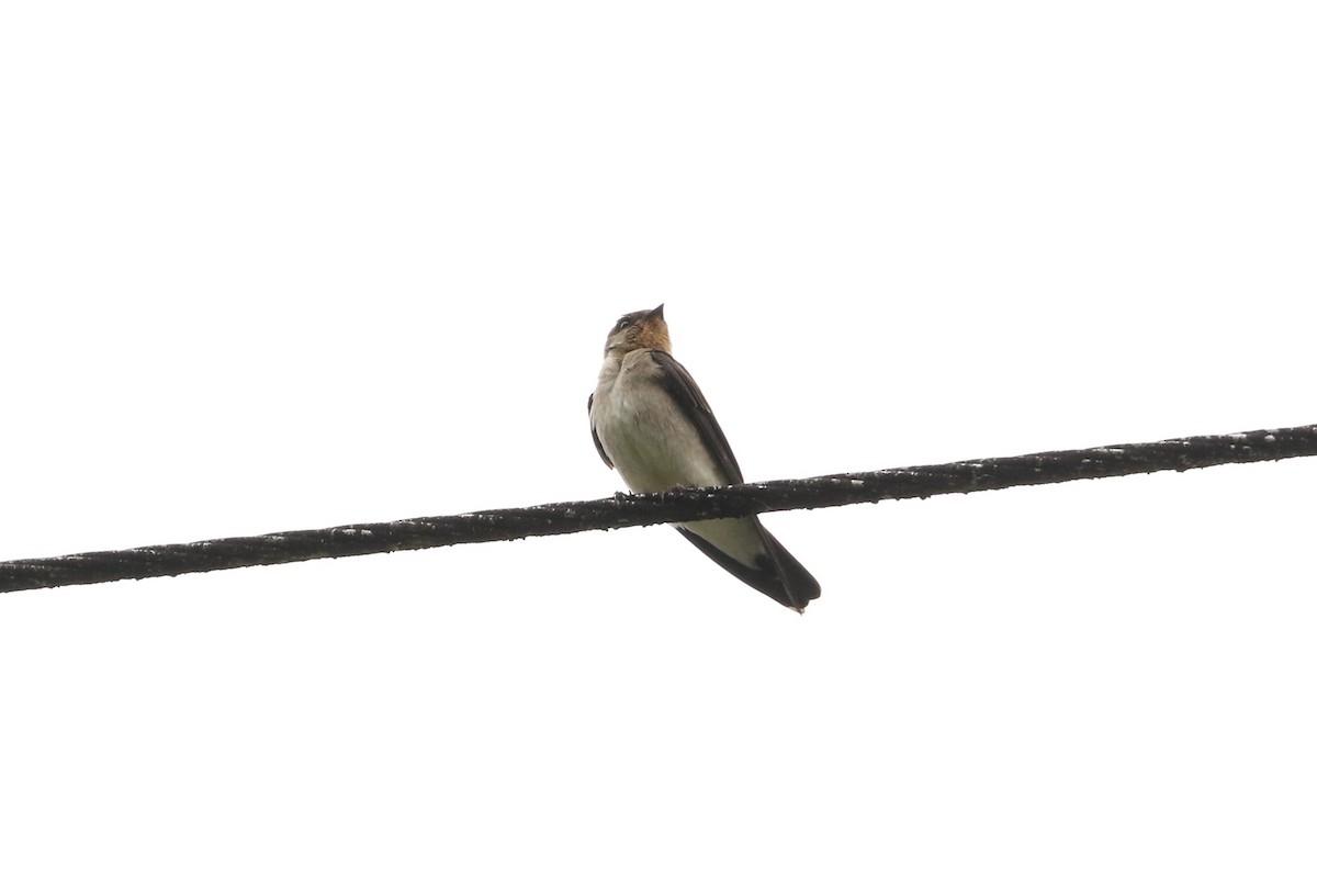 Southern Rough-winged Swallow - ML530292971