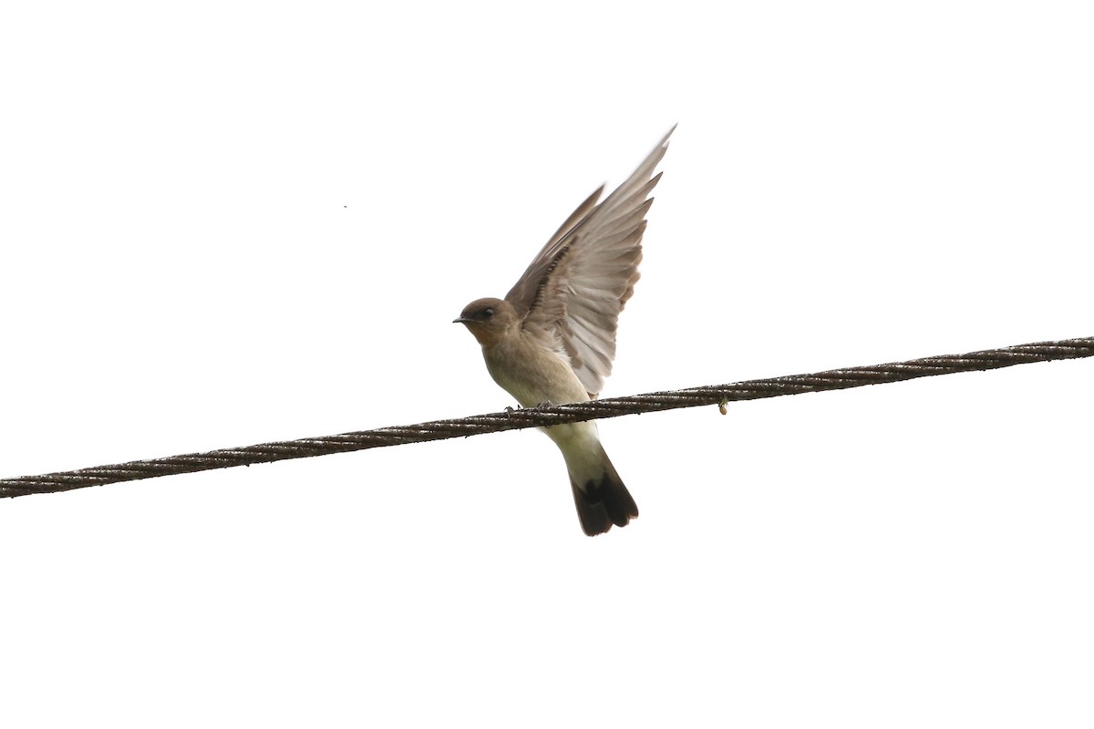 Southern Rough-winged Swallow - ML530292981