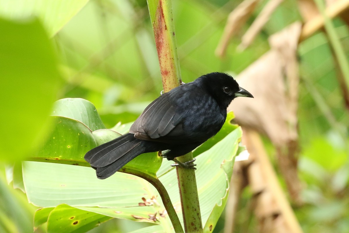 White-lined Tanager - ML530293511